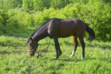 A beautiful brown horse grazing on a green spring pasture.