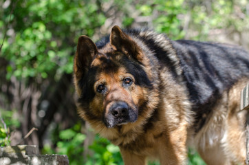 Large portrait of the head of a dog of breed of the German shepherd in a sunny day