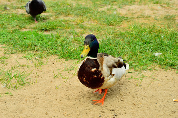 Kaczki w miejskim parku © W Korczewski