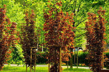Młode drzewa z czerwonymi lisciami na tle zielonych