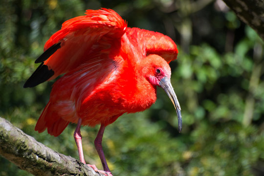 Roter Ibis (Eudocimus Ruber)