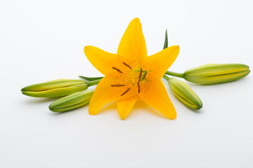 Lily flower with buds on a white background.