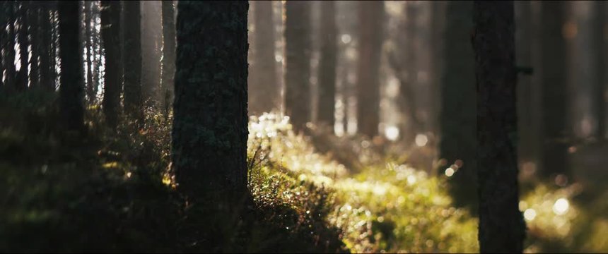 misty foggy forest during morning dawn haze 
