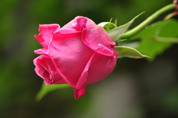 Pink rosebud with leafes