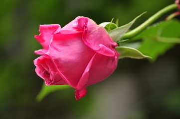 Fototapeta premium Pink rosebud with leafes