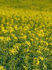 Yellow oilseed rape
