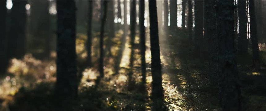 misty foggy forest during morning dawn haze 