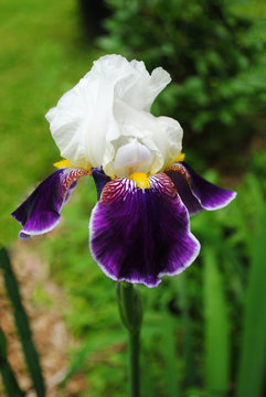 Purple and White Bearded Iris Blooming in Spring