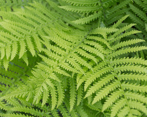 Fern: abstract background