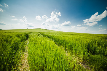 beautiful landscape with the sky and green field of wheat