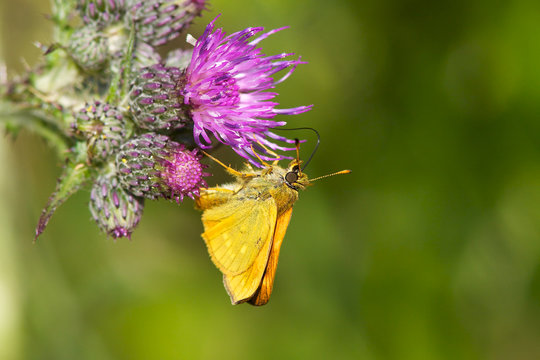 A large skipper feeding on a thistle