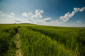 Fototapeta na wymiar beautiful landscape with the sky and green field of wheat