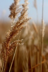 Fototapeta premium Schilf