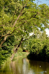 małe jezioro w parku