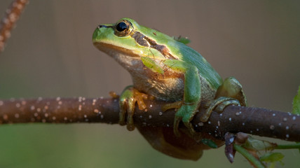 Tree frog closeup