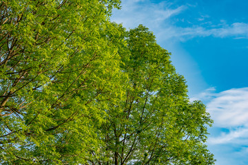 Fototapeta premium Beautiful trees on sky background