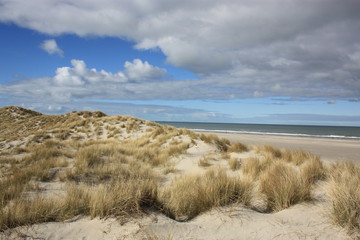 Dunes by the beach 