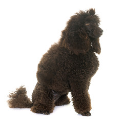 poodle in studio