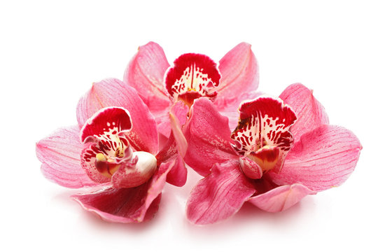 Beautiful pink orchids on white background