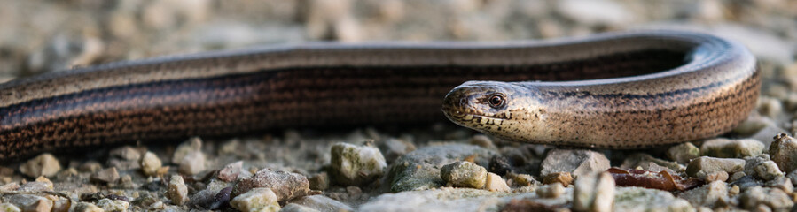 Blindschleiche (artepitheton fragilis) beim sonnen auf dem Waldweg