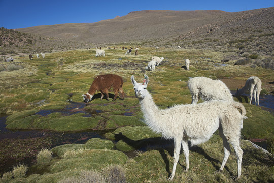 Group of llama (Lama glama) and alpaca (Lama pacos) grazing on a wetland in Lauca National Park, northern Chile.