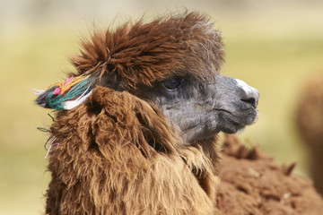 Fototapeta premium Portrait of an alpaca (Lama pacos) on a wetland in Lauca National Park, northern Chile.