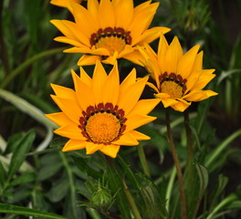 Yellow flowers in the park