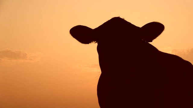 Sundown silhouette of large cow warm orange sky color in background cow looking around and looking at camera very beautiful evening background farm landscape amazing evening sunshine colors 4k