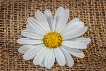  white daisy  on sacking