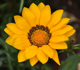 Yellow flowers in the park