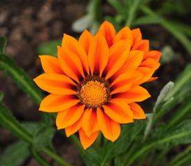 Orange flowers in the park