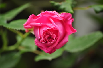 Pink rosebud with leafes
