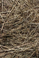 hay texture