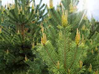 green prickly branches of a fur-tree or pine
