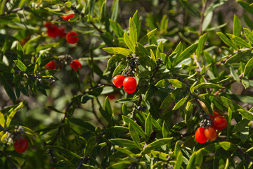 Frutos Rojos de Daphne Gnidium