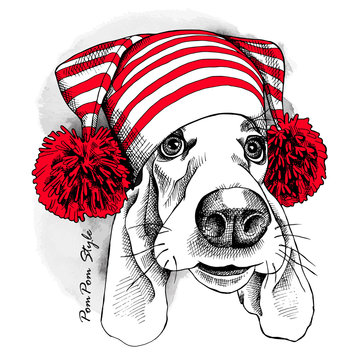 Basset Hound dog in a Hat with pom-pom. Vector illustration.