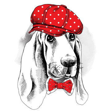 The image of the portrait dog Basset Hound in the cap and with bow. Vector illustration.