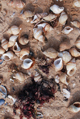 Shells on Margate Beach, Kent, UK