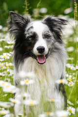 Fototapeta premium Hund im Margeritenblumenfeld