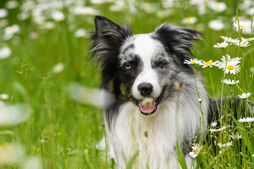 Fototapeta premium Hund im Margeritenblumenfeld