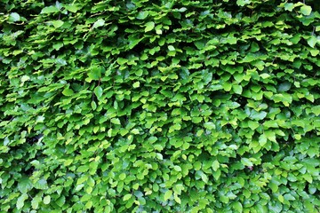 Fresh, green beech hedge