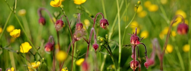 Meadow with buttercups and water avens