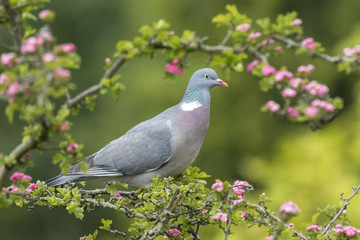 Wood Pigeon, Columba palumbus,