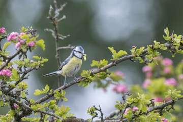 Obraz premium Eurasian blue tit