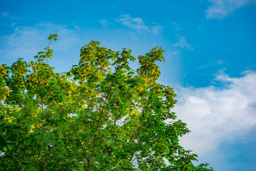 Beautiful trees on sky background