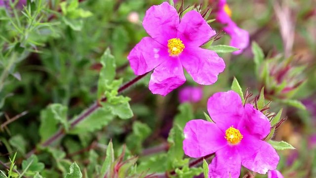 Cistus crispus (Crispus Rockrose) pink wild flowers in nature