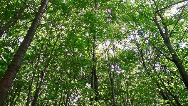 view from below the canopy of trees in the forest