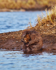beaver on the shore