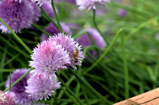 A bee collecting nectar from a purple flower