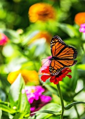 Obraz premium Monarch butterfly perched on flower in garden